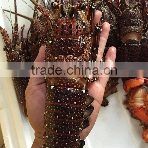 Vietnam High Quality Alive Red Lobster