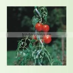Tomato Spiral