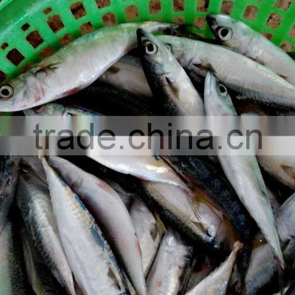 Frozen Fish Pacifc Mackerel photo-2