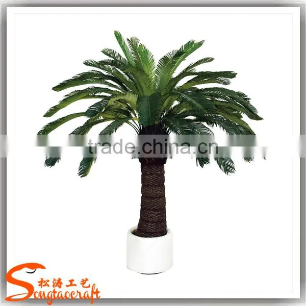 China Suppliers Small Palm Trees Cycas Revoluta Price Cycas Revoluta photo-6