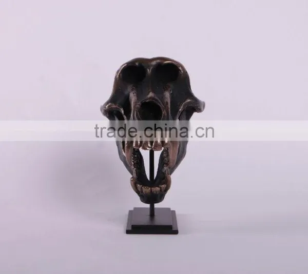 Chacma Baboon Skull on Base photo-2