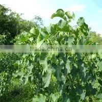 Jatropha Curcus photo-2