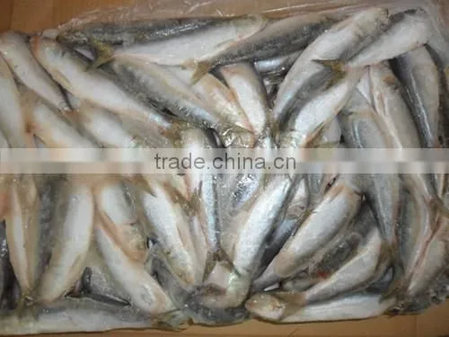 Frozen Sardine for Tuna Bait 140-200pcs photo-3
