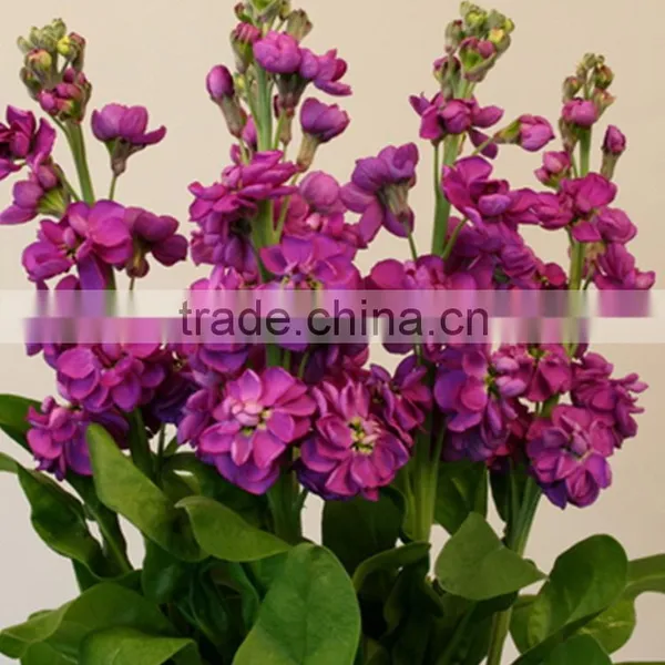 Love Theme Top Sell Best Level Purple Violets photo-3