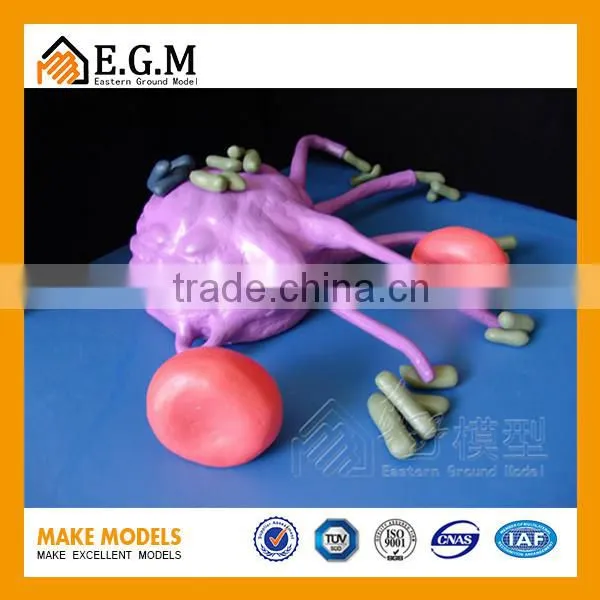 teaching model,biological model