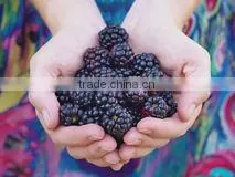 IQF Black Raspberry