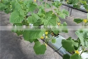 Tomato Cucumber Planting Rockwool Hydroponics System photo-2