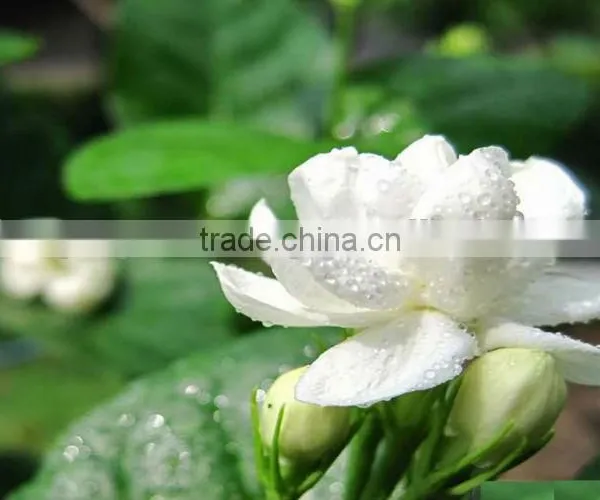 Jasmine Essential Oil 100% Natural |100% Pure Jasmine Oil | Ruh Chameli Oil photo-3