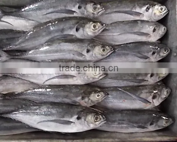 FROZEN HORSE MACKEREL WHOLE ROUND photo-4