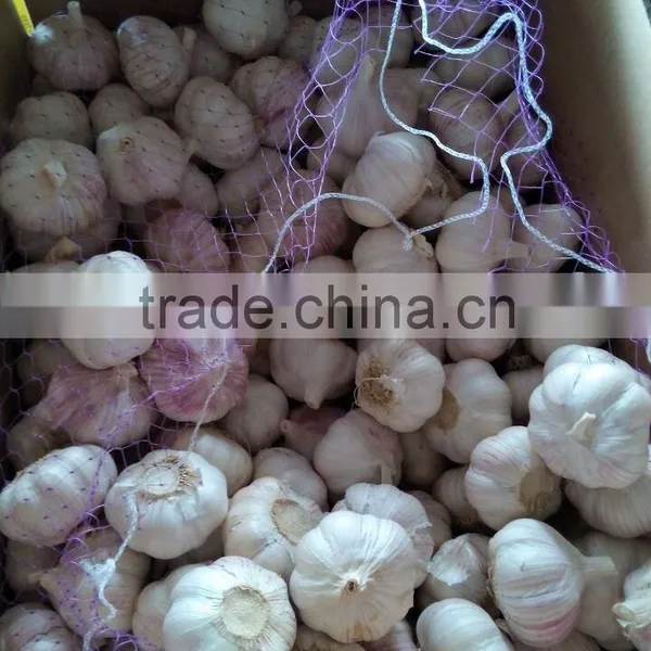 Natural Chinese Fresh White Garlic Wholesales photo-2