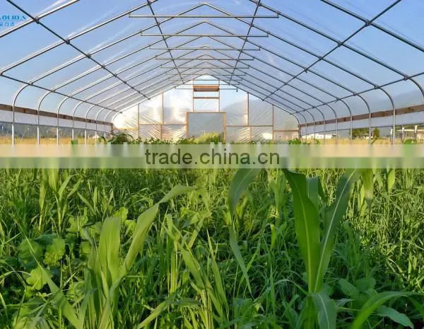 Cheap Easily Inatalled Plastic Film Vegetable Greenhouse photo-3
