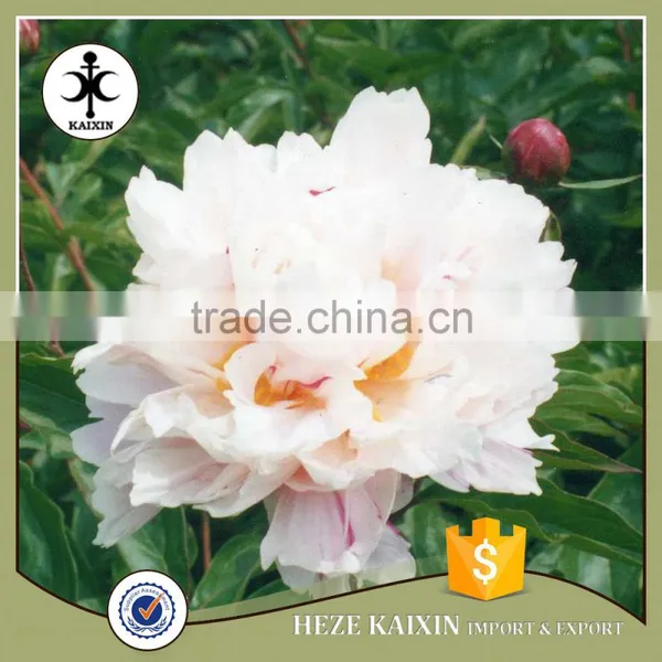 MY TEST Herbaceous Peony Plant Root photo-3