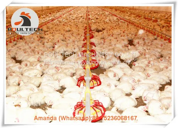 Salvador Poultry Farm Equipment Broiler Floor Raising System & Chicken Deep Litter System With Automatic Drinking& Feeding System in Chicken Shed photo-2