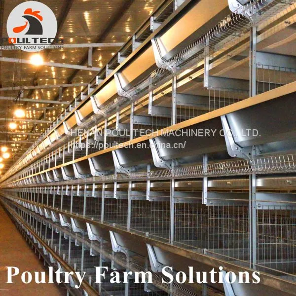 H Type Layer Chicken Chicken Cage With Full Automatic Equipment photo-5