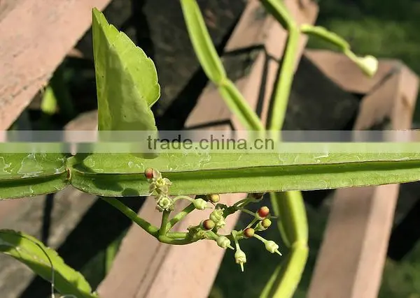 Fine Quality Cissus Quadrangularis Powder At Your Door Step photo-3