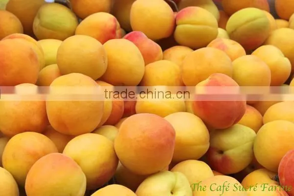 Apricots photo-2