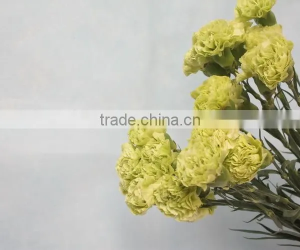 Various Hot-sale Fresh Flower of Green Carnation Flower photo-3
