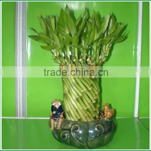 Fengshui Wheel Lucky Bamboo Air Bonsai Tree Dracaena Sanderiana Indoor Ornamental Aquatic Water Plants Nursery Garden Decoration photo-3