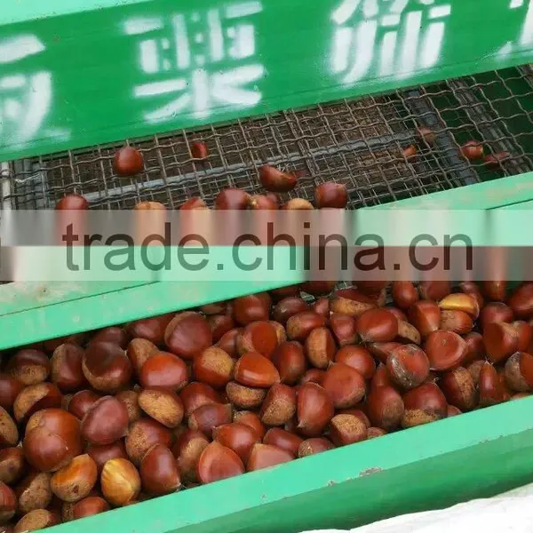 Health Food New Crop Organic Fresh Bulk Chestnuts photo-2