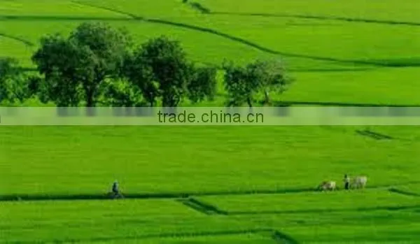 JAPONICA /CARLROSE / SUSI WHITE RICE 5% BROKEN - GOOD FOR HEALTH photo-4