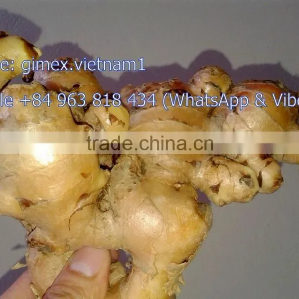 New Ginger From Viet Nam 2015 - 2016 photo-2