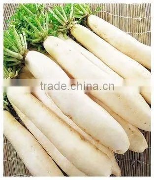 Wholesale White Radish on Sale photo-4