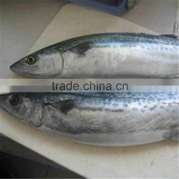 High Quality Atlantic Spanish Mackerel for Sale