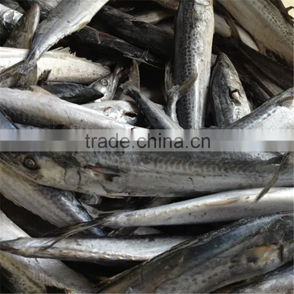 Korean Mackerel