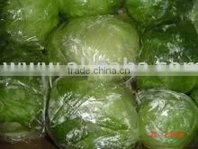 Egypt Iceberg Lettuce