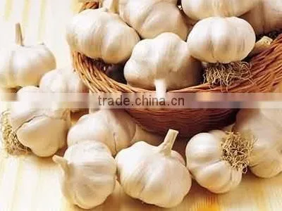 China Garlic Price 2016 photo-5