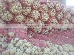 Mesh Bags of Egyptian Onions With Affordable Price photo-2