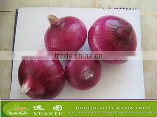 Fresh Yellow/Red Onion Supplier/Producer/Farmer photo-4