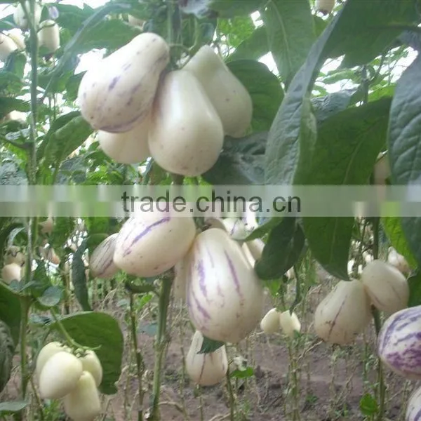 Hybrid F1 Pepino Seed Pepino Cucumber Seeds For Cultivation photo-4