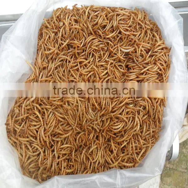 2.5---2.8cm Dried Mealworm for Pet (cat ,dog and Chicken) Food photo-4