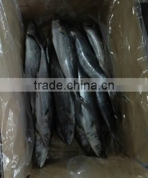 Frozen Spotted Spainsh Mackerel photo-5
