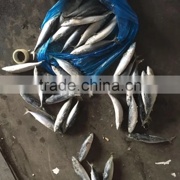 Sea Frozen Mackerel 300-500g 2016 photo-4