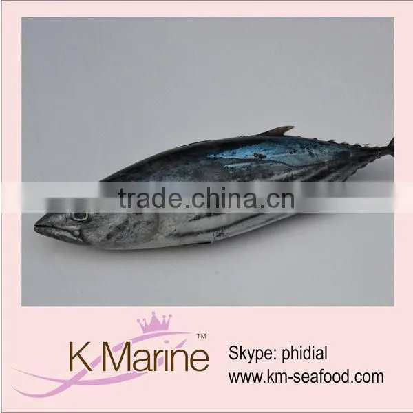 Frozen Seafood Fresh Fish Skipjack Tuna