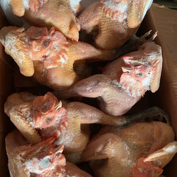 Cheap Hot Sale Frozen Whole Sanhuang Chicken photo-4