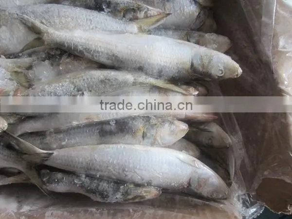 Tuna Bait