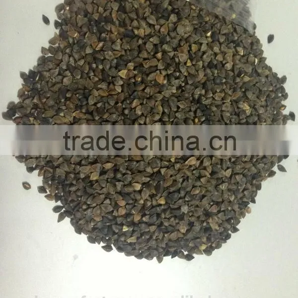 Buckwheat
