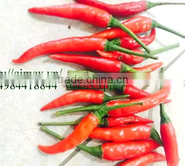 FRESH HOT PEPPER, CHILLI +84963818434 Whatsapp photo-2