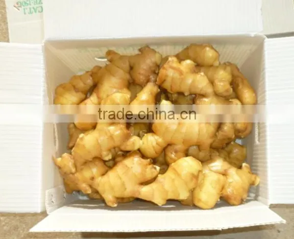 2017 Fresh Ginger 150g and up