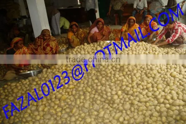 BANGLADESHI HIGH QUALITY FRESH GRANOLA POTATO AND DIAMOND POTATO FROM EXPORT TRADE ASSOCIATE WITH CHEAP PRICE photo-2