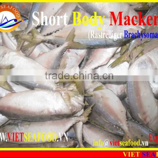 FROZEN SHORT BODY MACKEREL WHOLE ROUND photo-2