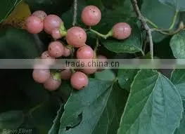 CORDIA DICHOTOMA photo-3